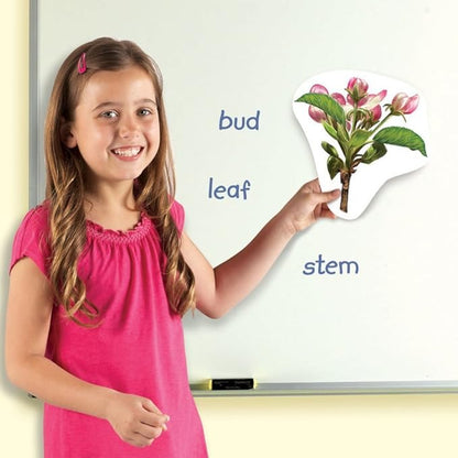 Learning Resources Giant Magnetic Plant Life Cycle - 12 Pieces, Science Exploration Activities for Kids, Homeschool and Classroom Science Supplies