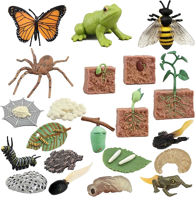 Mbrain 4pcs Butterfly Growth Cycle with Flash Cards,Life Cycle Learning & Education Toys,Montessori Toys,Gift for Girl & Boy for 3 4 5 6 7 Year Old (Butterfly)