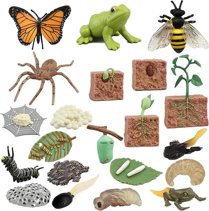 Mbrain 4pcs Butterfly Growth Cycle with Flash Cards,Life Cycle Learning & Education Toys,Montessori Toys,Gift for Girl & Boy for 3 4 5 6 7 Year Old (Butterfly)
