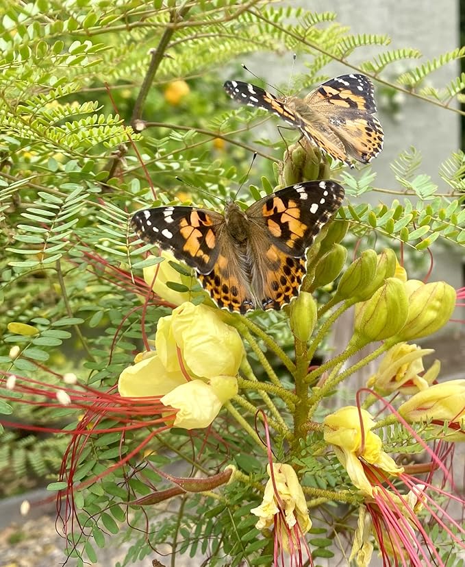 Insect Lore Butterfly Garden Kit, Painted Lady Butterfly Kit with Voucher for Live Caterpillars, Butterfly Habitat, STEM Journal & More